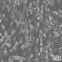 U-118 MG细胞图片